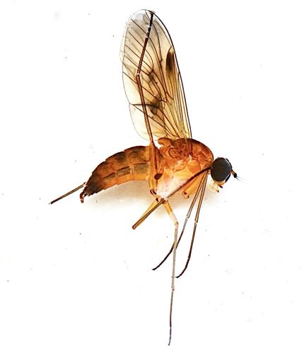 Réf. 304 353 : Chrysopilus laetus